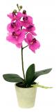 Orchidea růžová