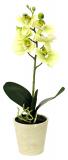 Orchidea zelenkavá