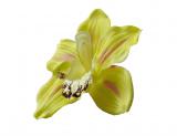 Orchidej,12ks