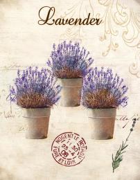 Obraz na plátně-lavender - zvětšit obrázek