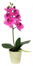 Orchidea růžová - zvětšit obrázek