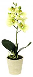 Orchidea zelenkavá - zvětšit obrázek