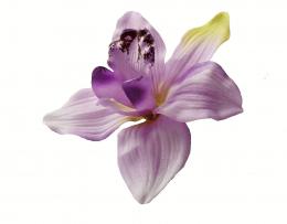 Orchidej,12ks - zvětšit obrázek
