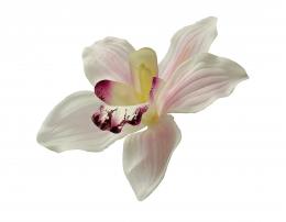 Orchidej, 12ks - zvětšit obrázek