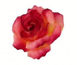 Růže,12ks - zvětšit obrázek